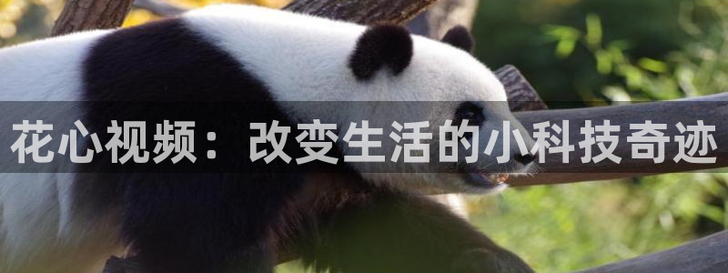 蜜桃视频电视免费播